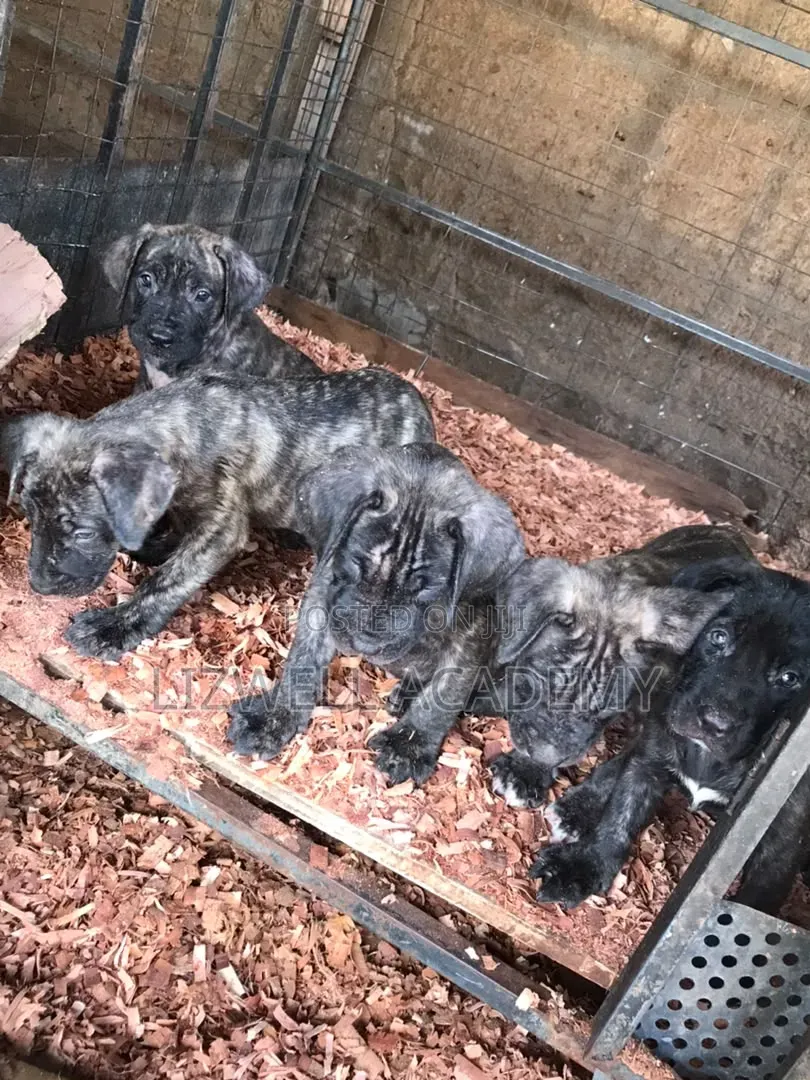 1-3 months Male Purebred Boerboel