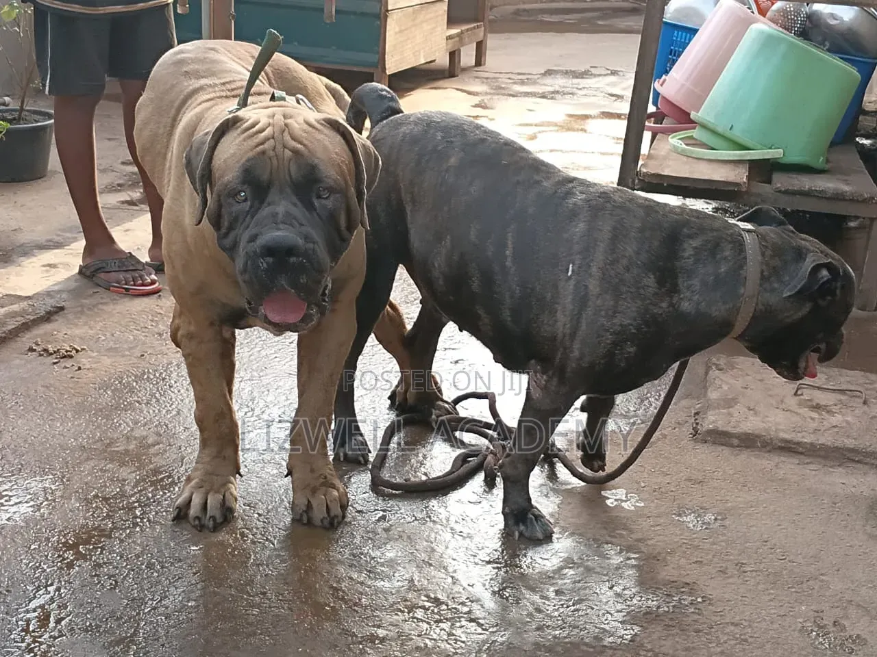 1-3 months Male Purebred Boerboel