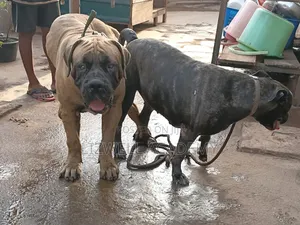 1-3 months Male Purebred Boerboel