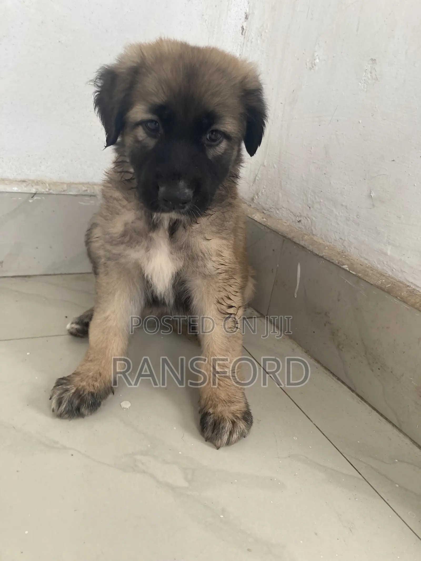 1-3 months Female Purebred Caucasian Shepherd