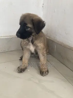 1-3 months Female Purebred Caucasian Shepherd