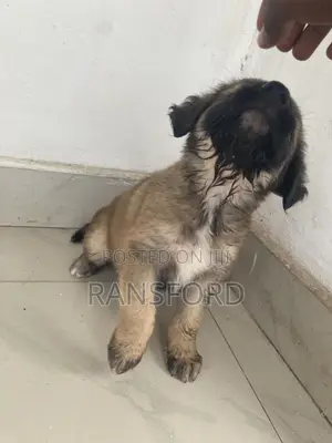 1-3 months Female Purebred Caucasian Shepherd
