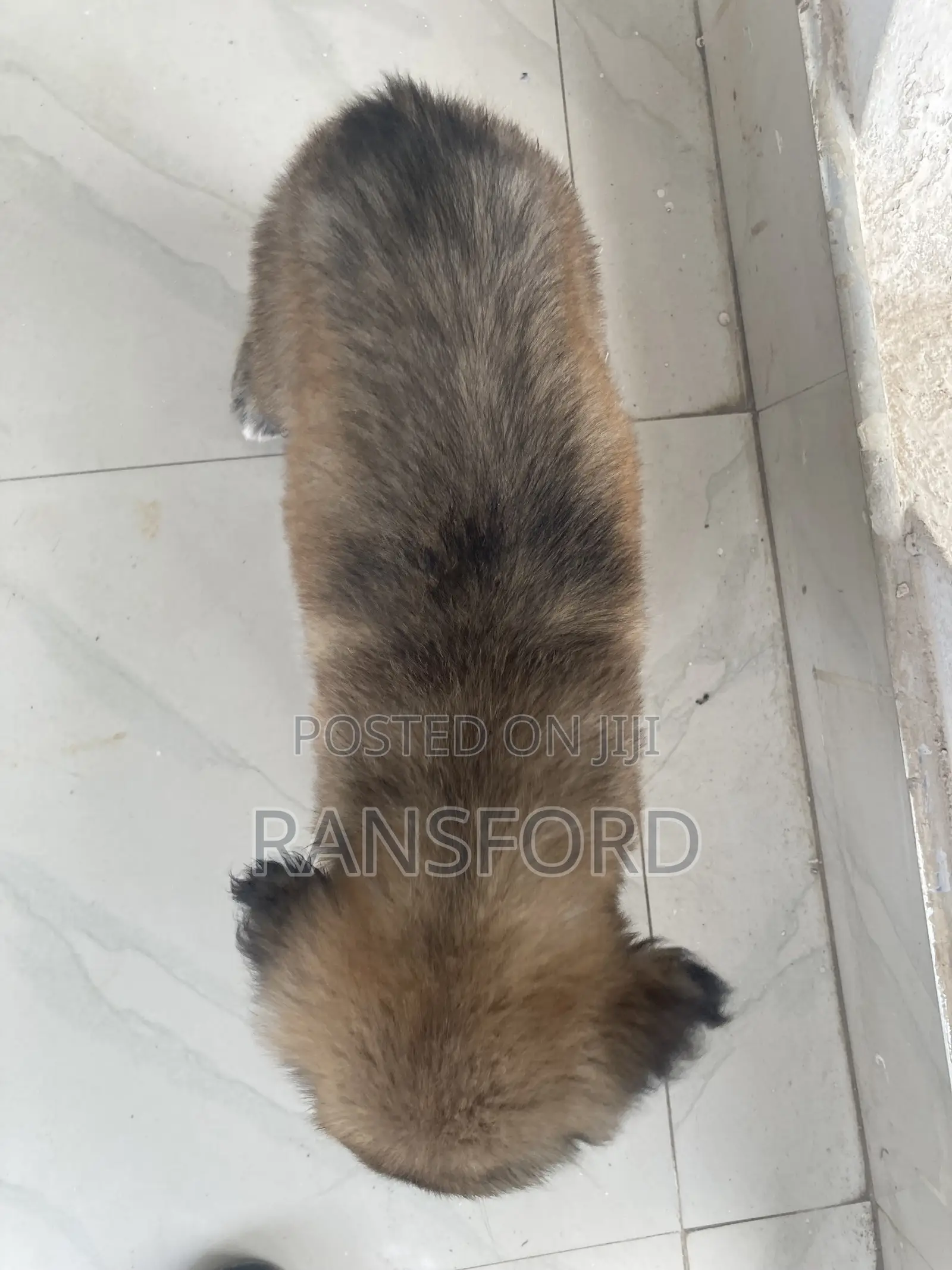 1-3 months Female Purebred Caucasian Shepherd