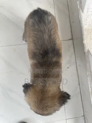 1-3 months Female Purebred Caucasian Shepherd