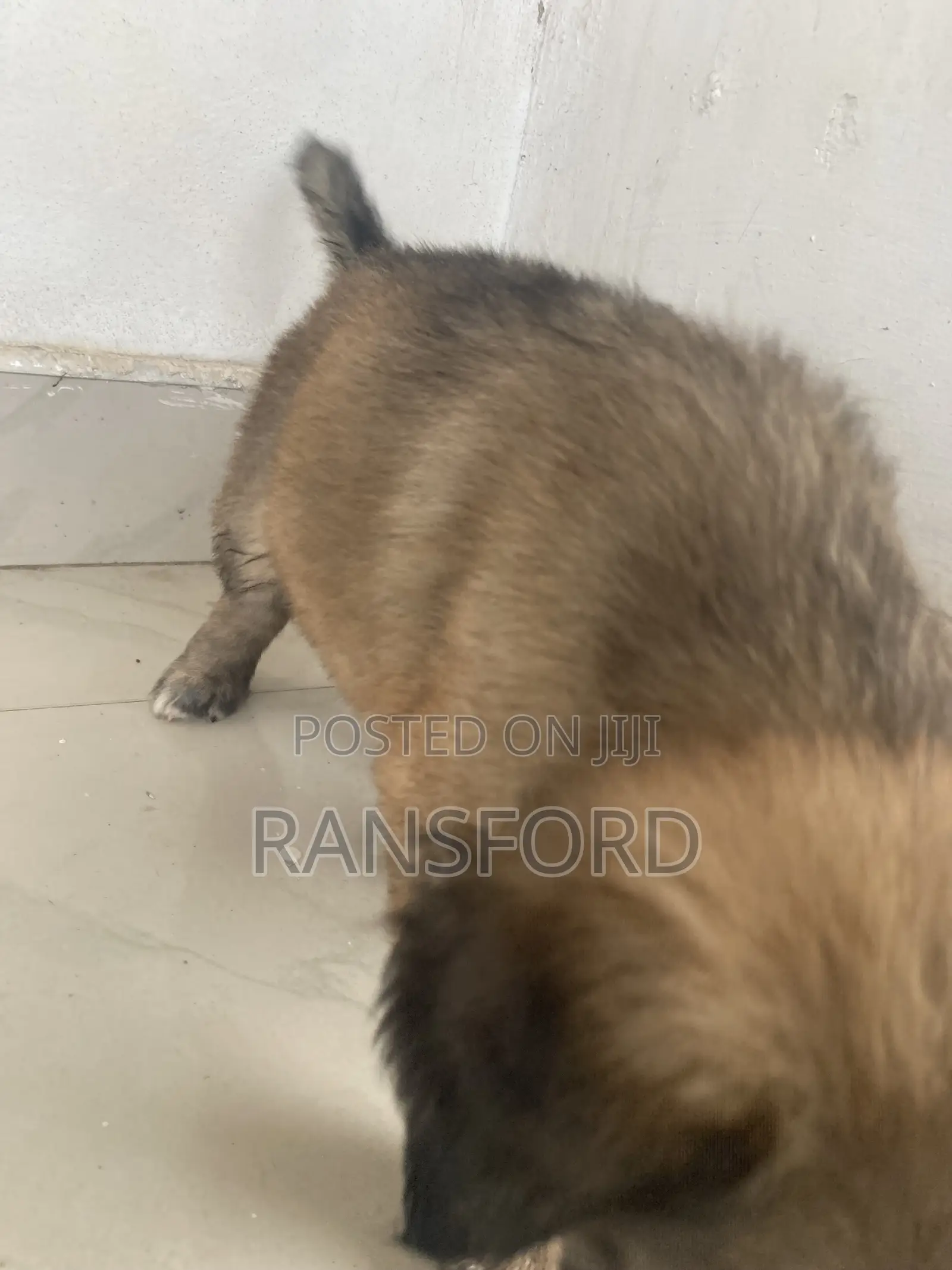 1-3 months Female Purebred Caucasian Shepherd