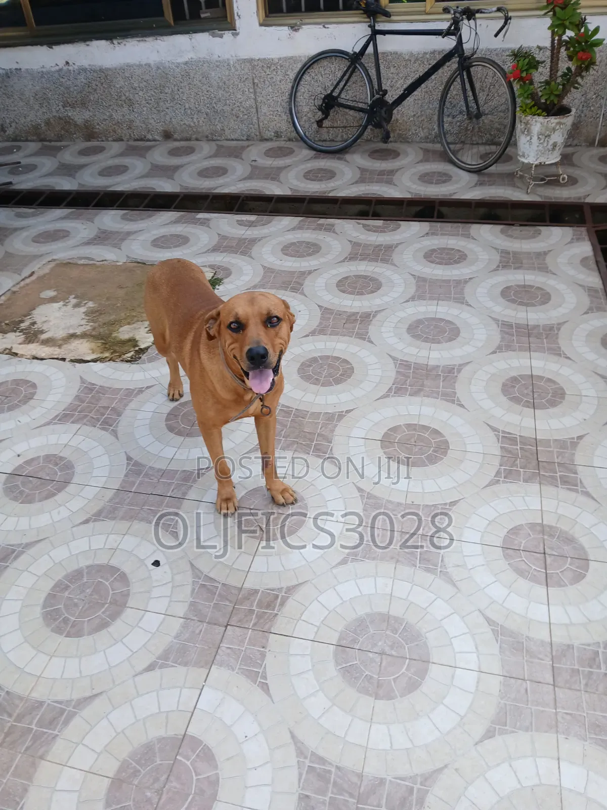 6-12 months Male Purebred Boerboel