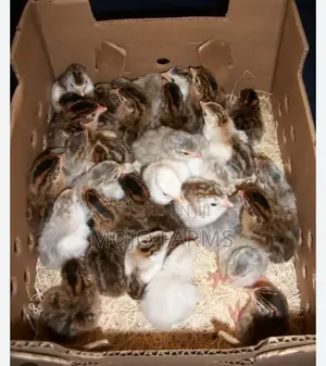 Helmet Guinea Fowl Kids.