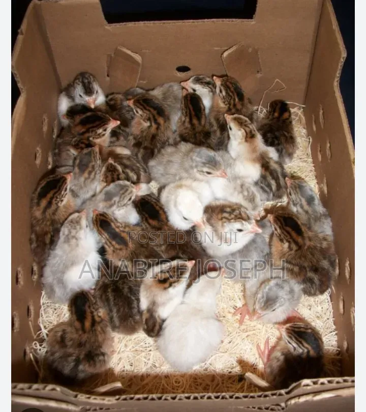 Helmet Guinea Fowl Kids.