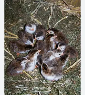 Helmet Guinea Fowl Kids.