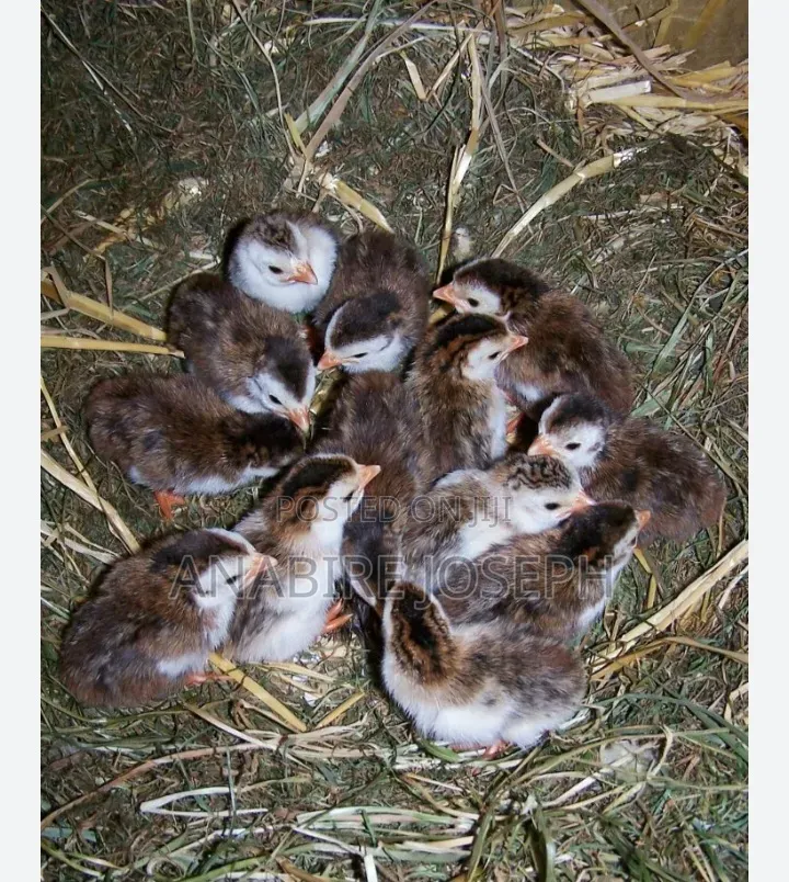 Helmet Guinea Fowl Kids.