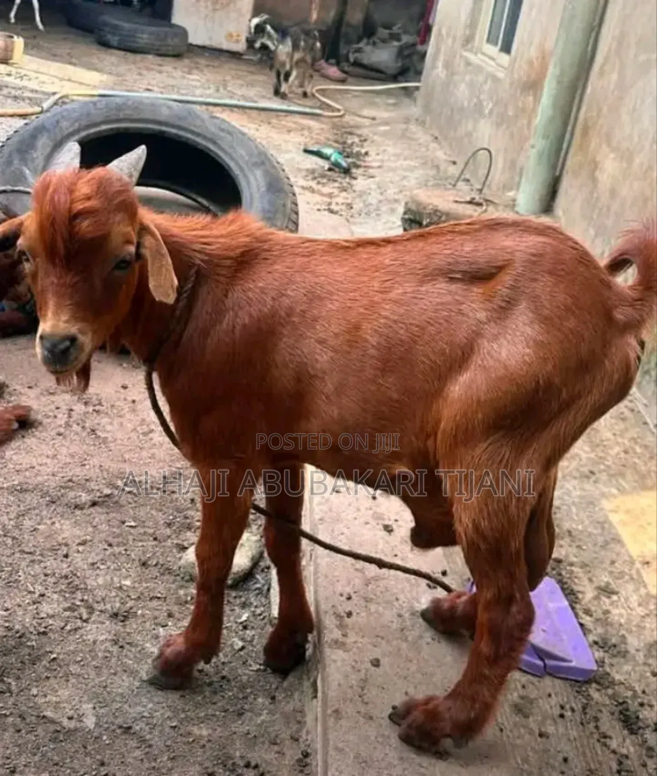 Nice Male Goat Seller