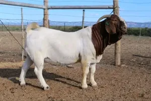 Big Male Boear Goat Seller