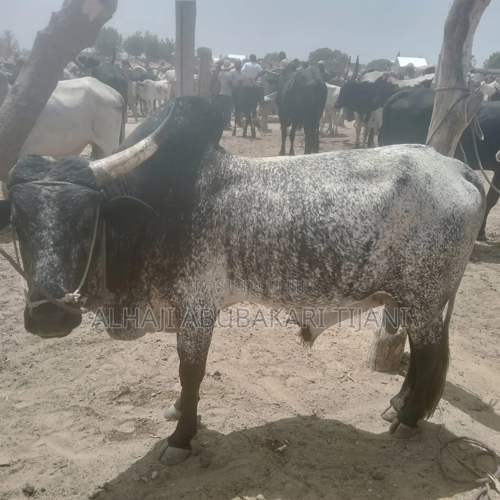 Nice Male Cow Seller