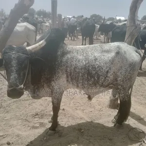 Nice Male Cow Seller