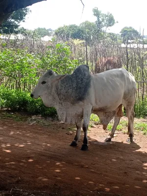 Nice Gudali Cow Seller