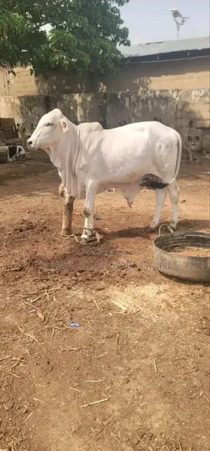 Nice Gudali Female Cow Seller