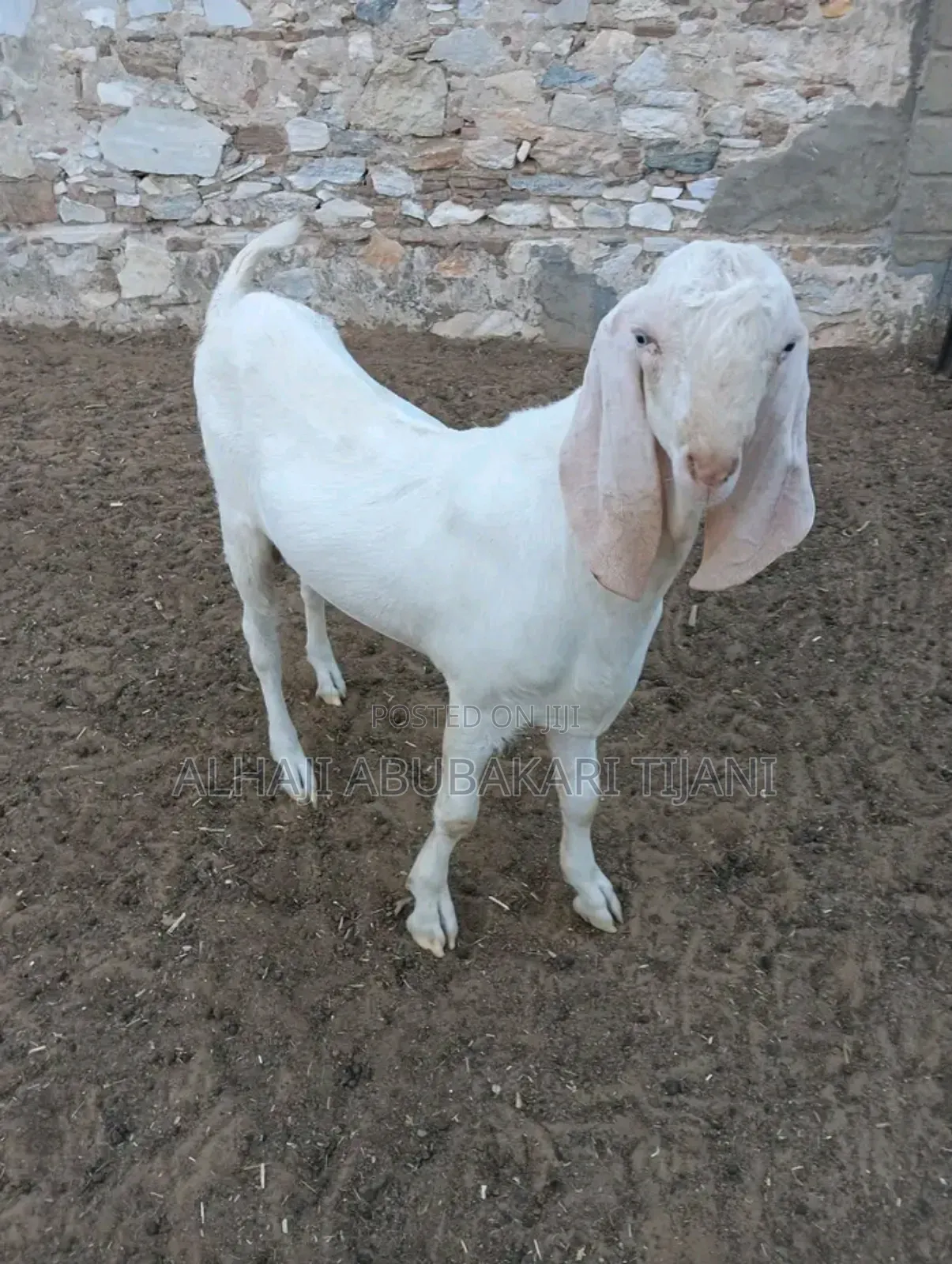 Nice Longers Female Goat Seller