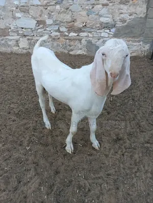 Nice Longers Female Goat Seller