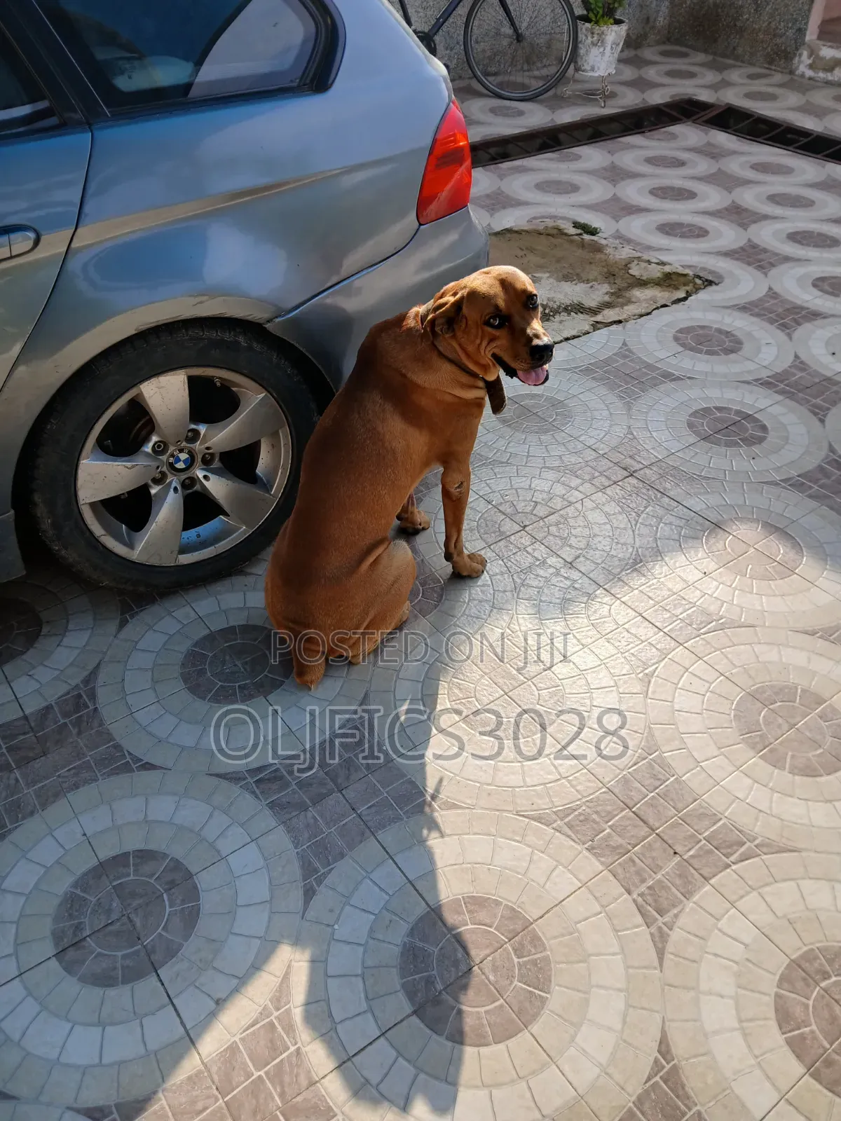 6-12 months Male Purebred Boerboel