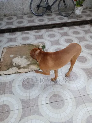 6-12 months Male Purebred Boerboel