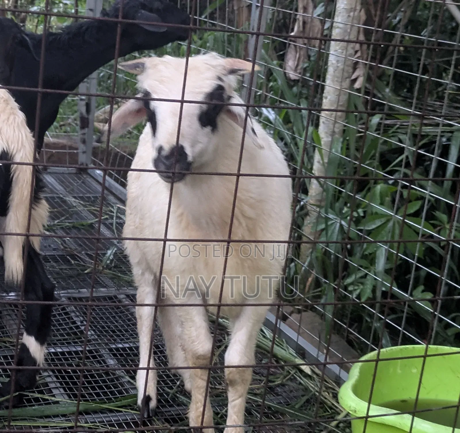Young Male and Female Sheep for Breeding