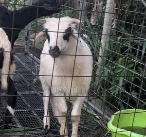 Young Male and Female Sheep for Breeding