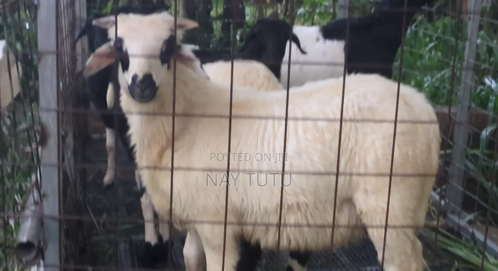 Young Male and Female Sheep for Breeding