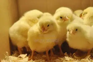 Tetra Layer Birds
