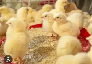 Tetra Layer Birds