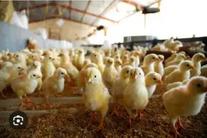Tetra Layer Birds