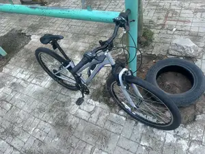 Adult Bicycle
