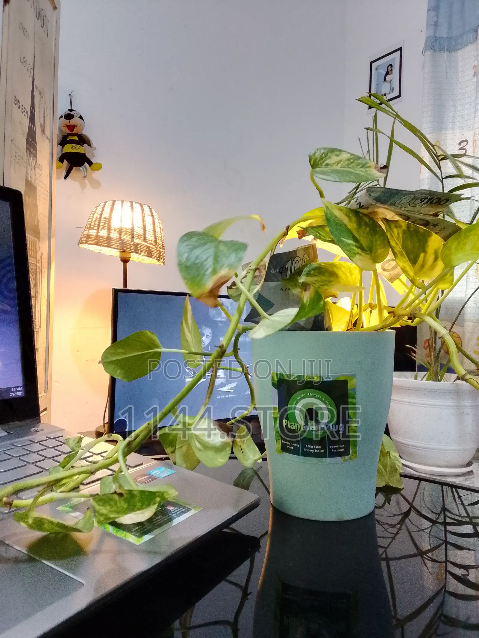 Money Plant