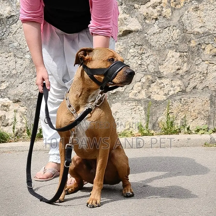 Dog Head Collar