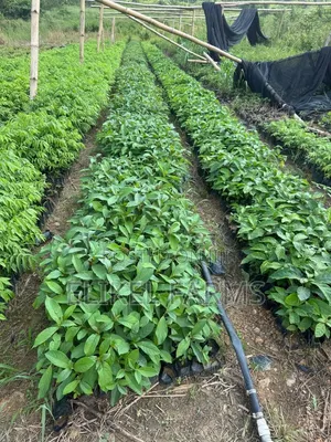 Nursed Timber Trees Available :Cidrella,Emre,Ofram
