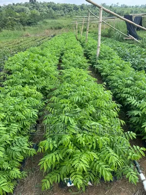 Nursed Timber Trees Available :Cidrella,Emre,Ofram