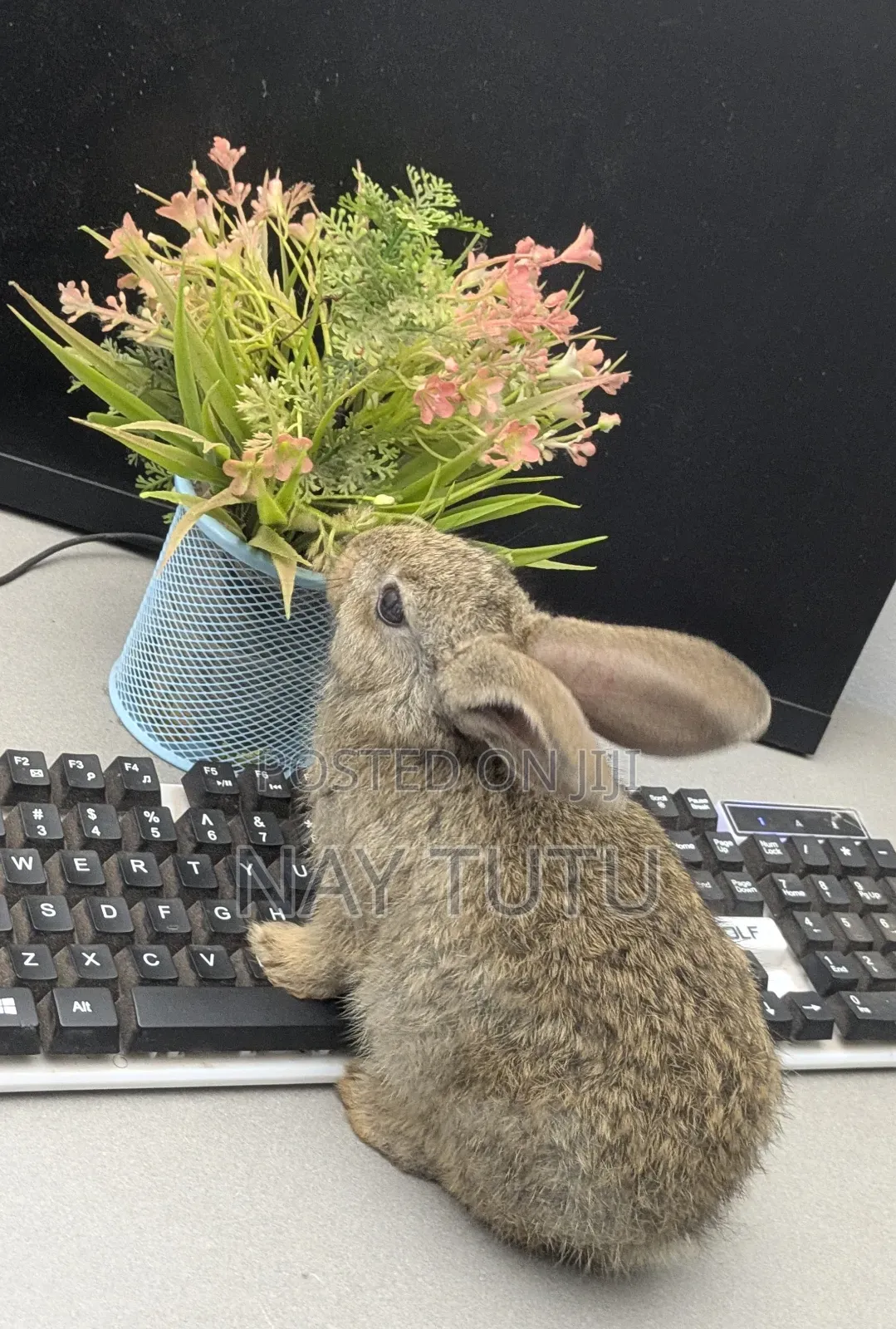 Very Adorable Baby Rabbit for Pet