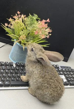 Very Adorable Baby Rabbit for Pet