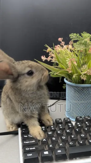 Very Adorable Baby Rabbit for Pet