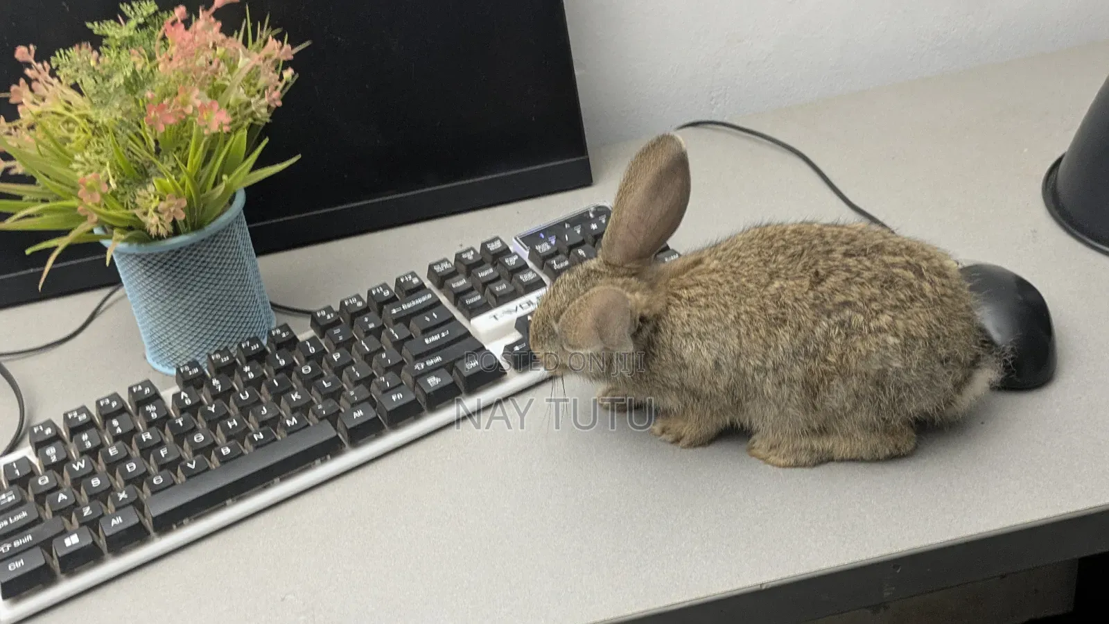 Very Adorable Baby Rabbit for Pet