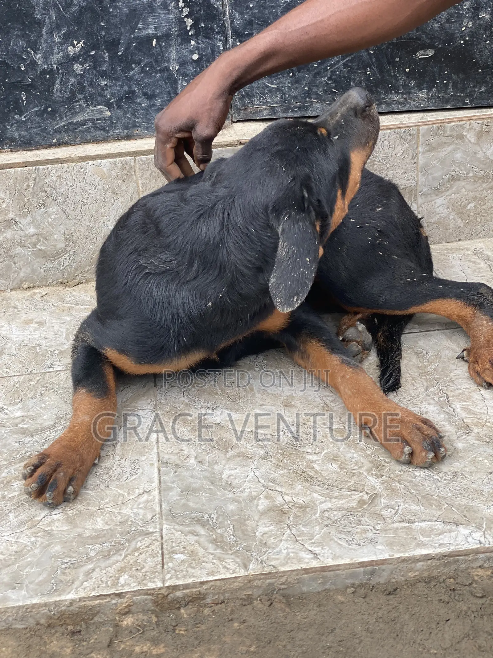 3-6 months Female Purebred Rottweiler