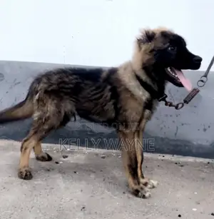 1-3 months Male Purebred Caucasian Shepherd