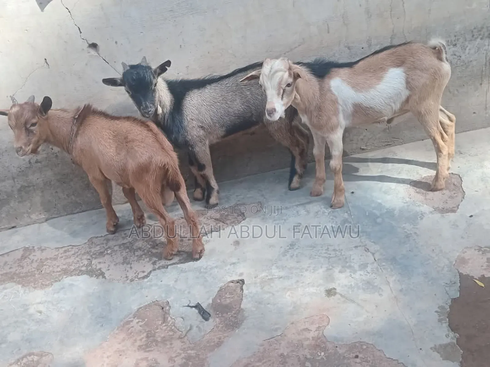 Goat Is Available Selling