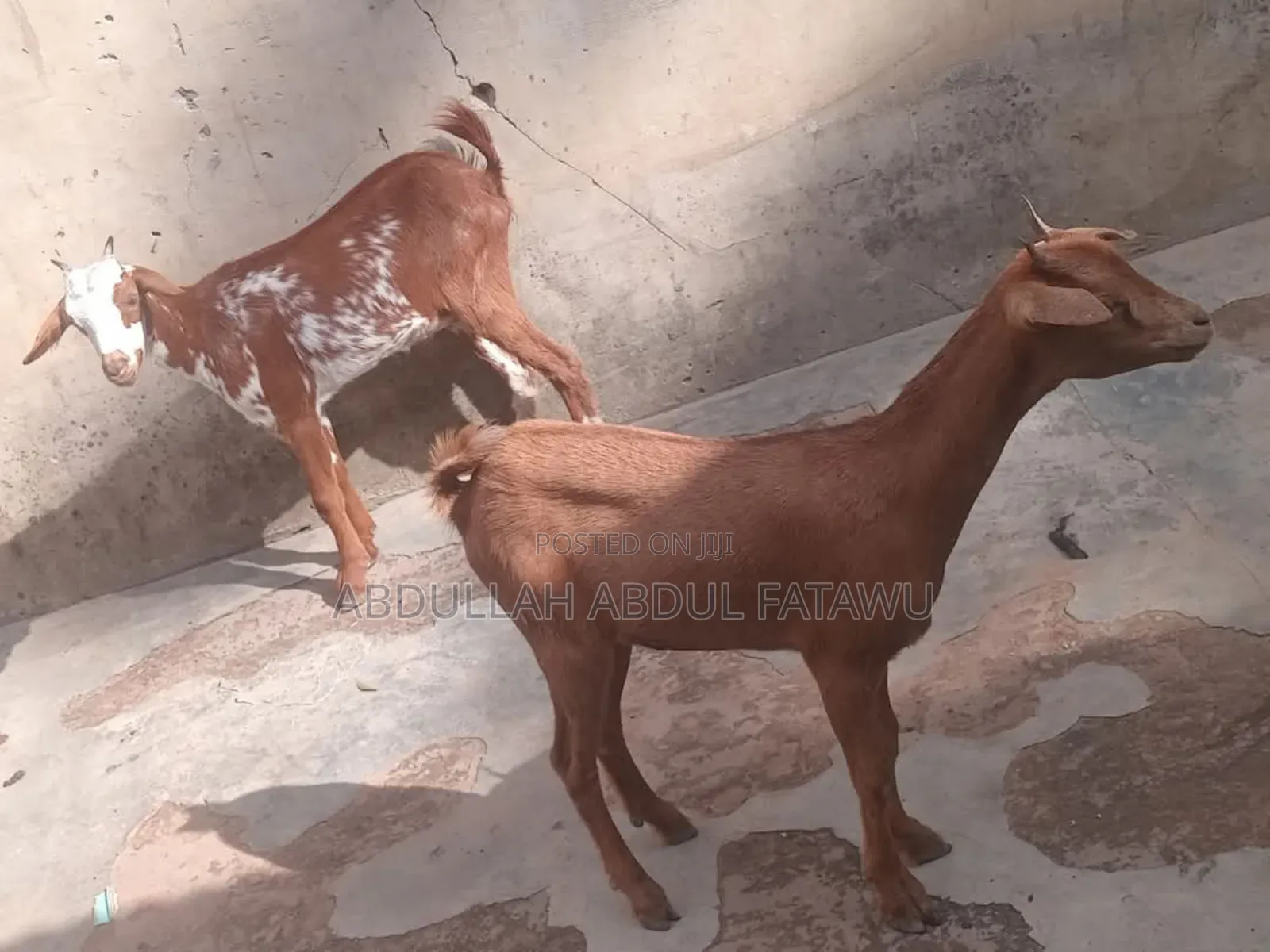 Goat Is Available Selling