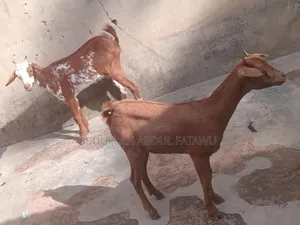 Goat Is Available Selling