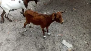 Goat Is Available Selling