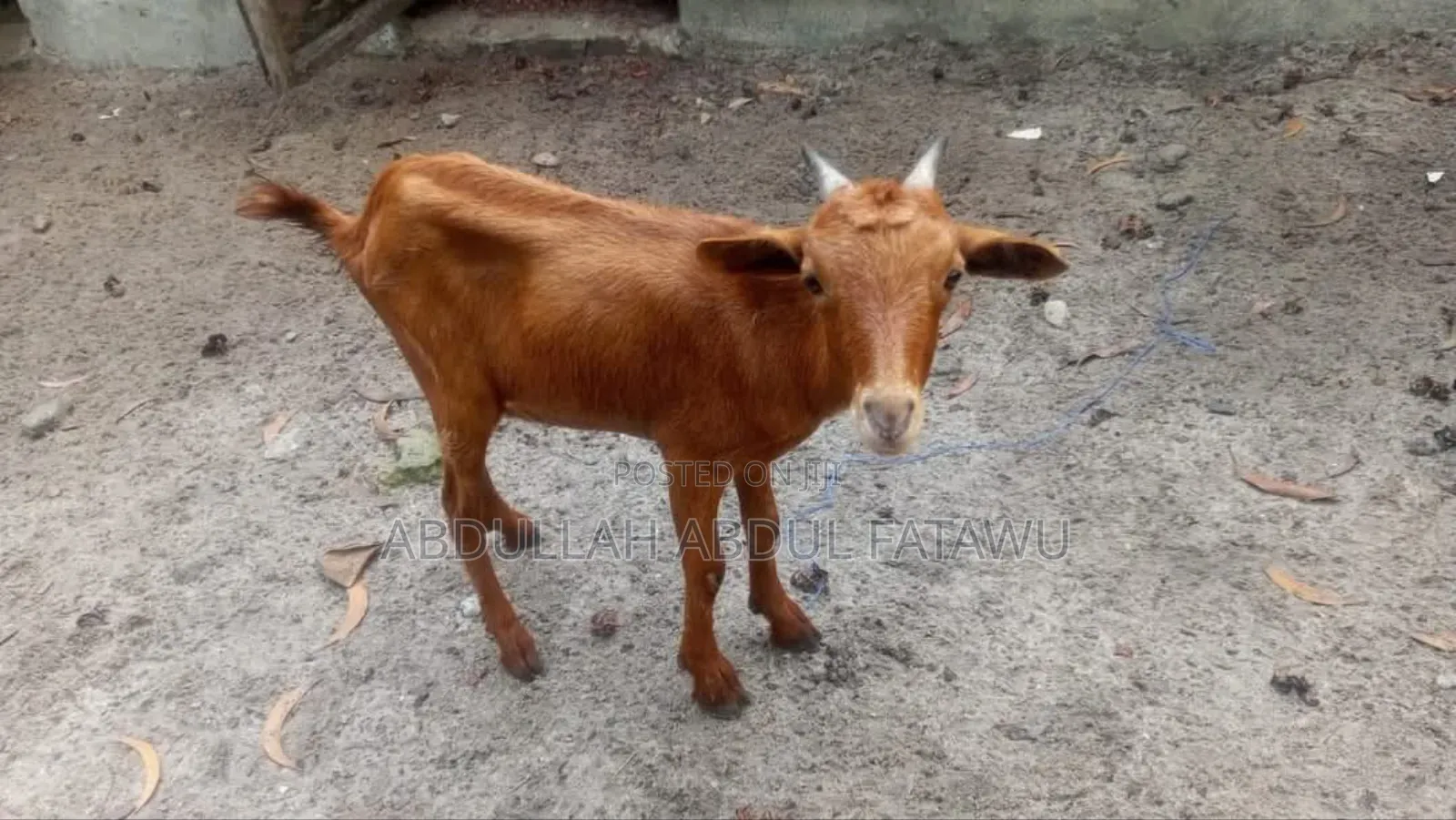 Goat Is Available Selling