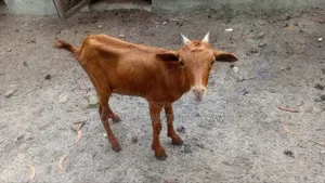 Goat Is Available Selling