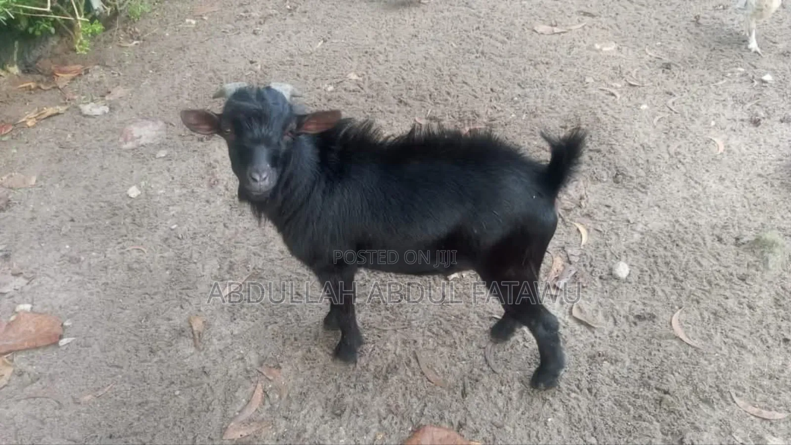 Goat Is Available Selling