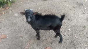 Goat Is Available Selling