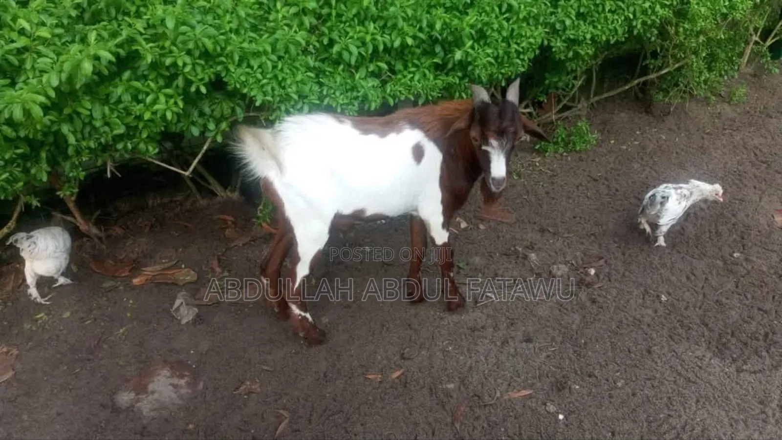 Goat Is Available Selling